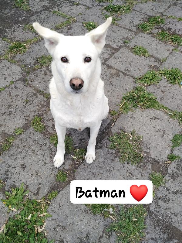Cagnolino cerca adozione Batman  Foto 2