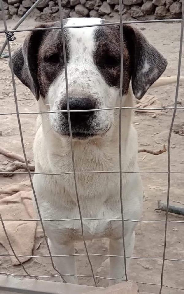 Cagnolino cerca adozione Vita Foto 2