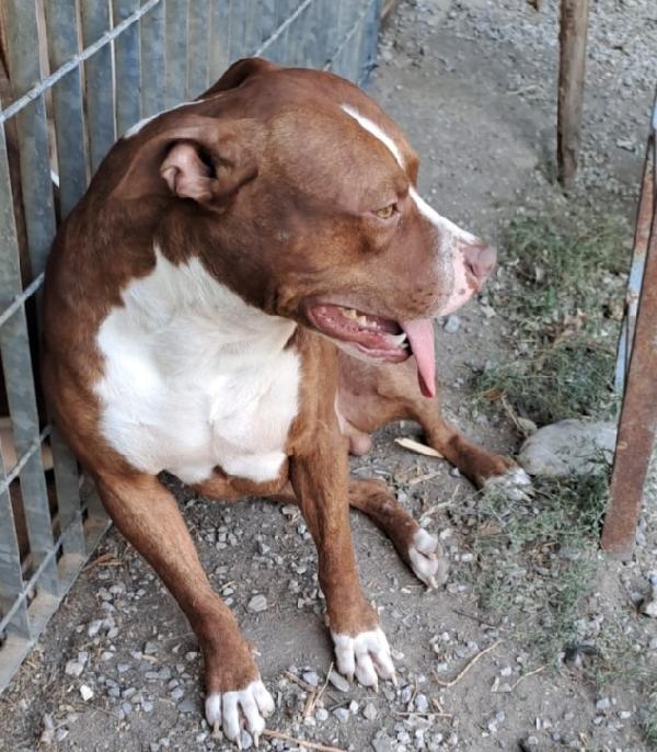 Pitbull 18mesi bellissimo SUPER URGENTE.CALABRIA Foto 2