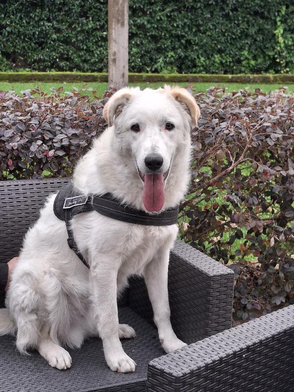 Ugo splendido cucciolotto simil maremmano cerca famiglia  Foto 4