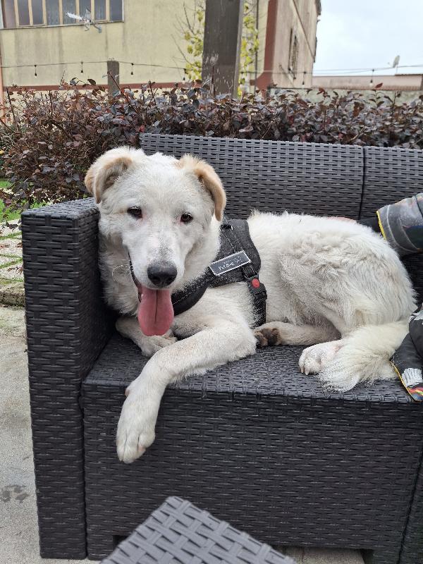 Ugo splendido cucciolotto simil maremmano cerca famiglia  Foto 5
