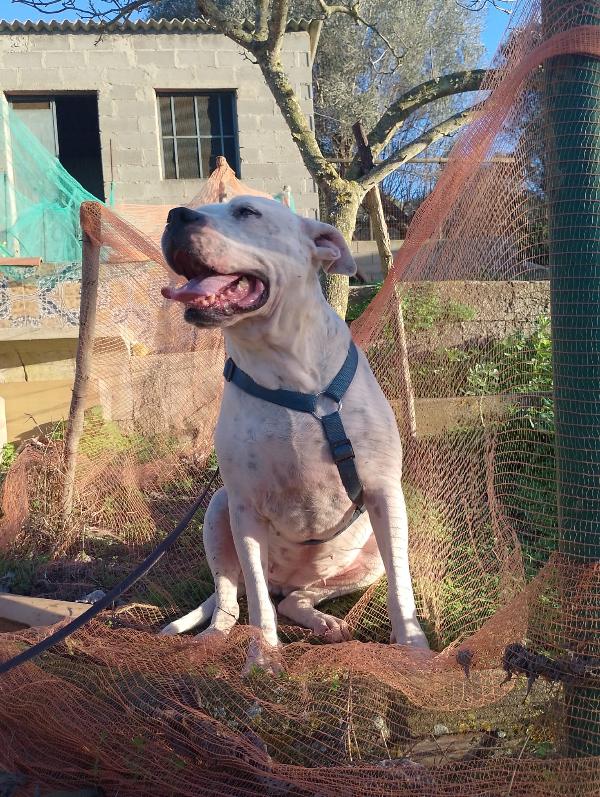 Opi Splendida Dogo Argentino Cerca Famiglia 
