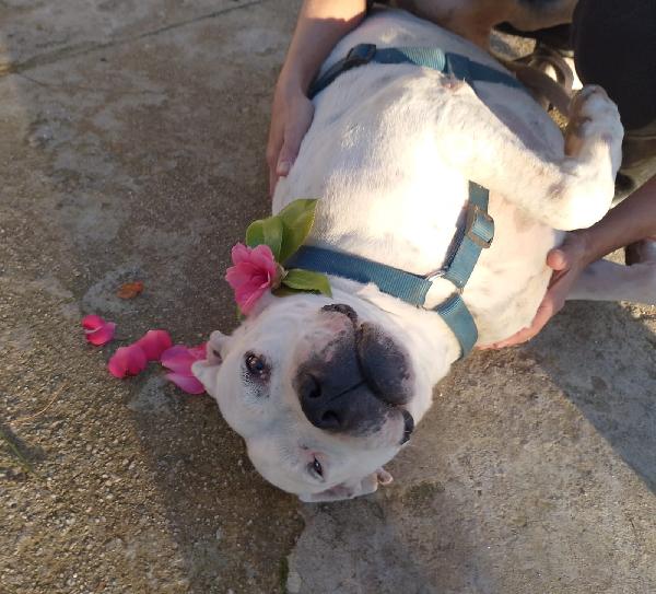 Opi splendida dogo argentino cerca famiglia  Foto 3