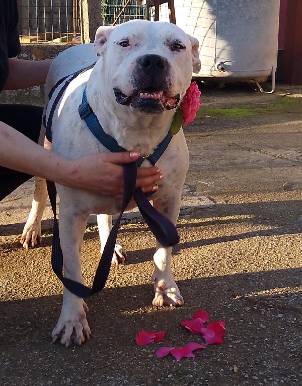 Opi splendida dogo argentino cerca famiglia  Foto 5