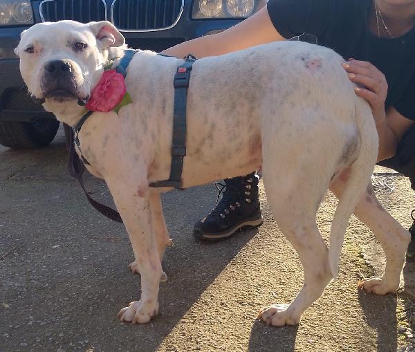 Opi splendida dogo argentino cerca famiglia  Foto 6
