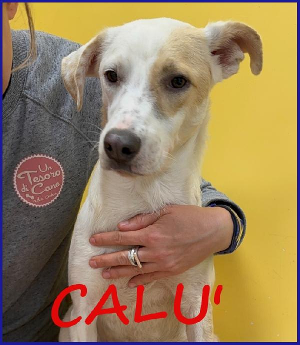 Calu' Tenera Cagnolina 2 Anni, Salvata Dalla Gabbia, E' Ancora Timorosa Ma Merita Un Futuro Sereno!