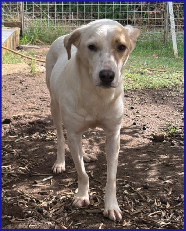 CALU' TENERA CAGNOLINA 2 ANNI, SALVATA DALLA GABBIA, E' ANCORA TIMOROSA MA MERITA UN FUTURO SERENO! Foto 2
