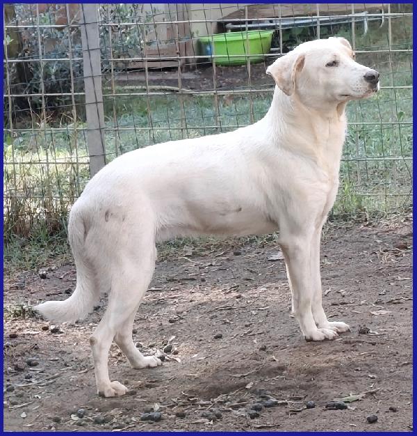CALU' TENERA CAGNOLINA 2 ANNI, SALVATA DALLA GABBIA, E' ANCORA TIMOROSA MA MERITA UN FUTURO SERENO! Foto 3