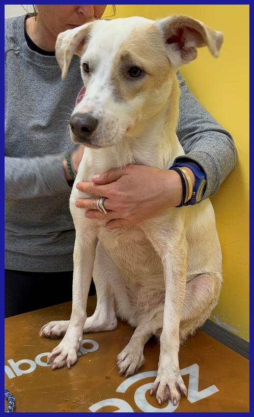 CALU' TENERA CAGNOLINA 2 ANNI, SALVATA DALLA GABBIA, E' ANCORA TIMOROSA MA MERITA UN FUTURO SERENO! Foto 4