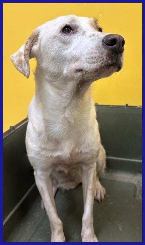 CALU' TENERA CAGNOLINA 2 ANNI, SALVATA DALLA GABBIA, E' ANCORA TIMOROSA MA MERITA UN FUTURO SERENO! Foto 5