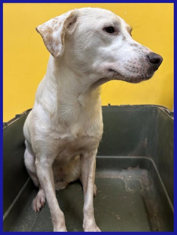 CALU' TENERA CAGNOLINA 2 ANNI, SALVATA DALLA GABBIA, E' ANCORA TIMOROSA MA MERITA UN FUTURO SERENO! Foto 7