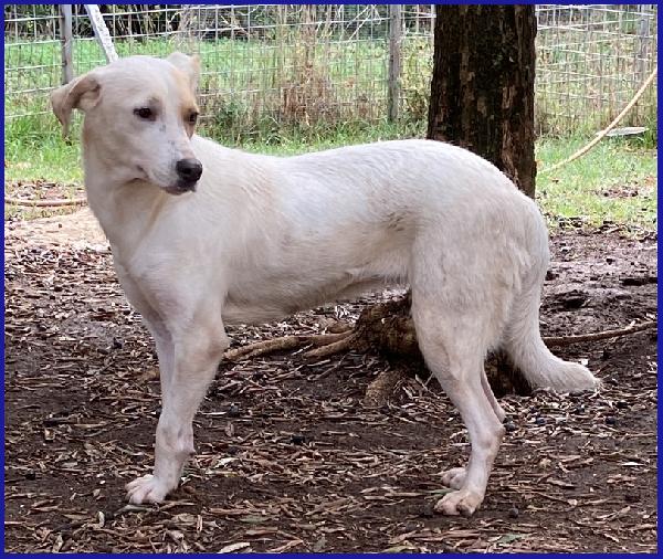 CALU' TENERA CAGNOLINA 2 ANNI, SALVATA DALLA GABBIA, E' ANCORA TIMOROSA MA MERITA UN FUTURO SERENO! Foto 8