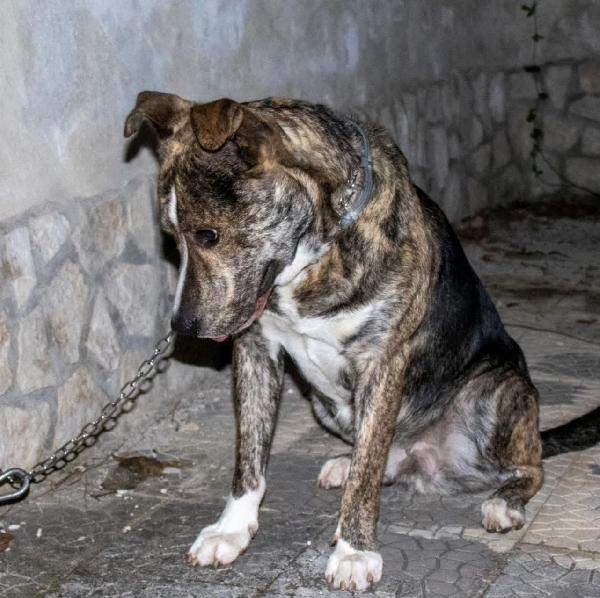 Tigro Aveva Una Casa 