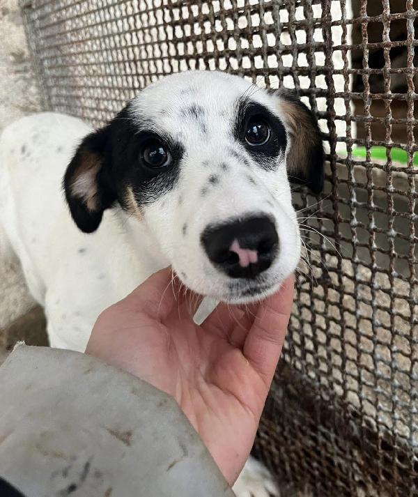 Stracciatella Cucciola Taglia Medio Piccola 