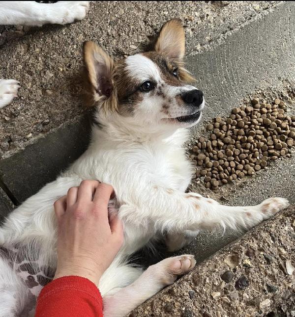 Stracciatella cucciola taglia medio piccola  Foto 2