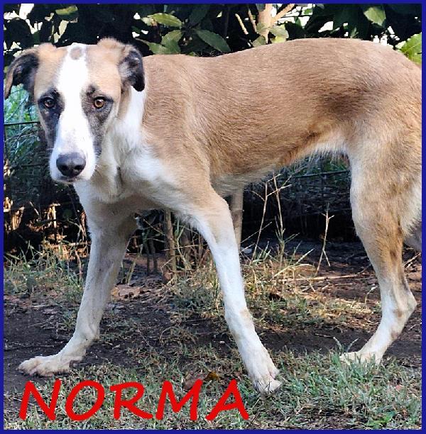 Norma, Giovane Cagnolina Strappata Alla Gabbia, E' Ancora Timorosa Ma Sogna Una Famiglia!