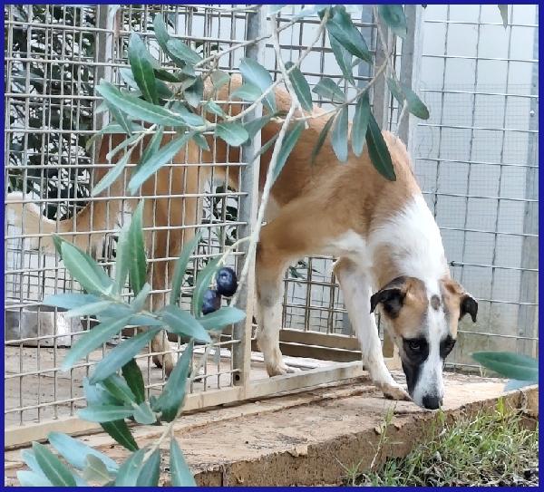 NORMA, GIOVANE CAGNOLINA STRAPPATA ALLA GABBIA, E' ANCORA TIMOROSA MA SOGNA UNA FAMIGLIA! Foto 2