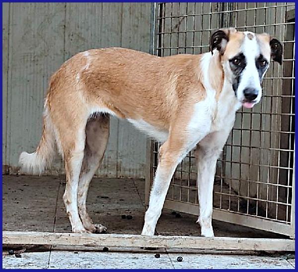 NORMA, GIOVANE CAGNOLINA STRAPPATA ALLA GABBIA, E' ANCORA TIMOROSA MA SOGNA UNA FAMIGLIA! Foto 3