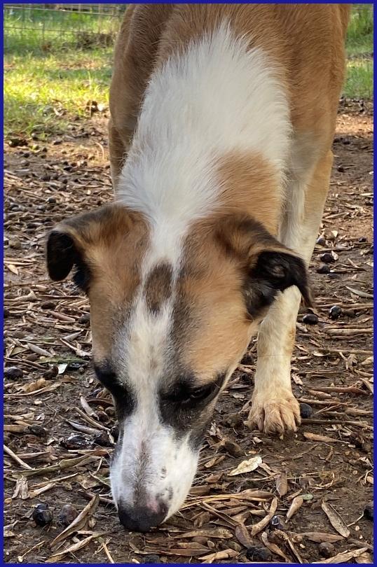NORMA, GIOVANE CAGNOLINA STRAPPATA ALLA GABBIA, E' ANCORA TIMOROSA MA SOGNA UNA FAMIGLIA! Foto 4