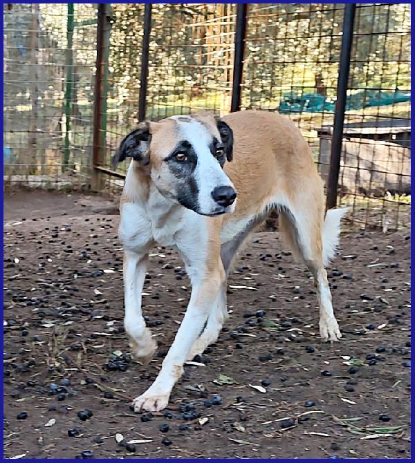 NORMA, GIOVANE CAGNOLINA STRAPPATA ALLA GABBIA, E' ANCORA TIMOROSA MA SOGNA UNA FAMIGLIA! Foto 7