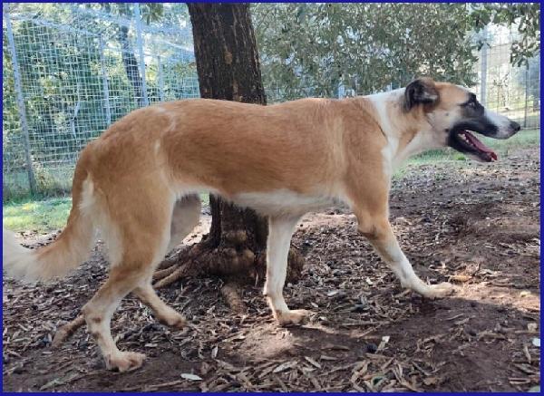 NORMA, GIOVANE CAGNOLINA STRAPPATA ALLA GABBIA, E' ANCORA TIMOROSA MA SOGNA UNA FAMIGLIA! Foto 8