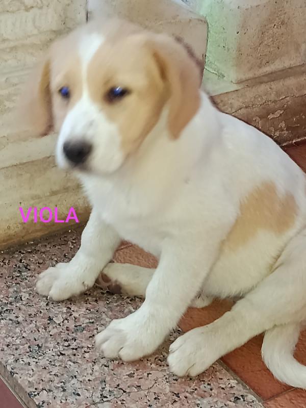 4 cuccioli bellissimi  2 maschi e due femmine Foto 2