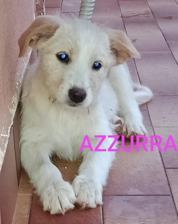 4 cuccioli bellissimi  2 maschi e due femmine Foto 3