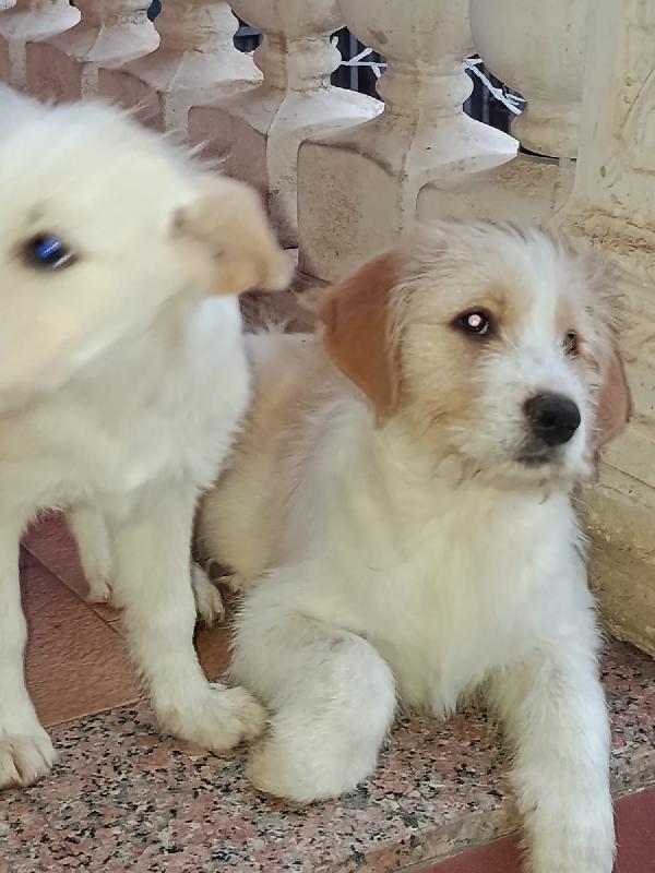 4 cuccioli bellissimi  2 maschi e due femmine Foto 4