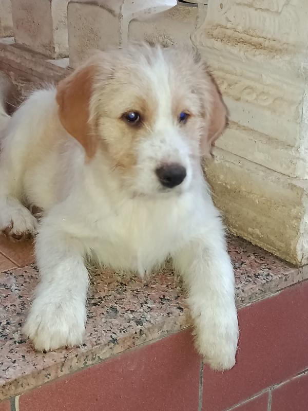 4 cuccioli bellissimi  2 maschi e due femmine Foto 5