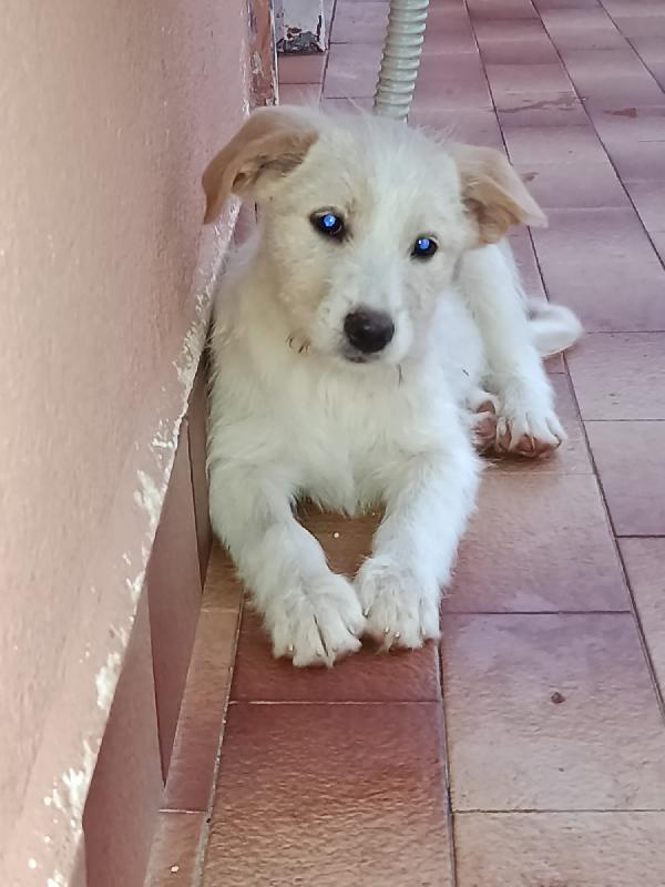 4 cuccioli bellissimi  2 maschi e due femmine Foto 6