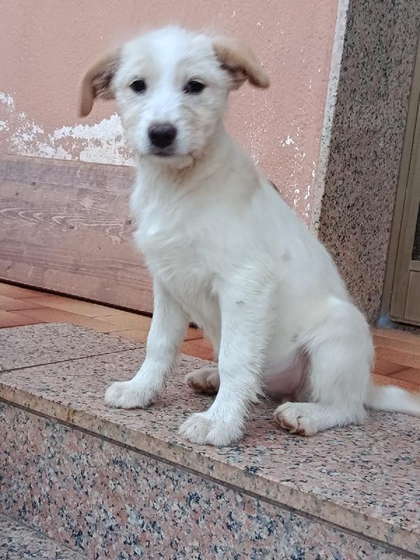 4 cuccioli bellissimi  2 maschi e due femmine Foto 7