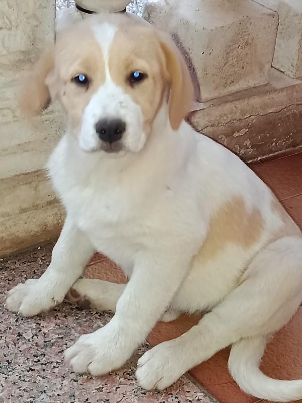 4 cuccioli bellissimi  2 maschi e due femmine Foto 8