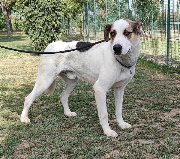 Ciccio Sogna La Libertà