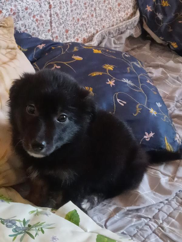 Una Mamma Per Polpetta 