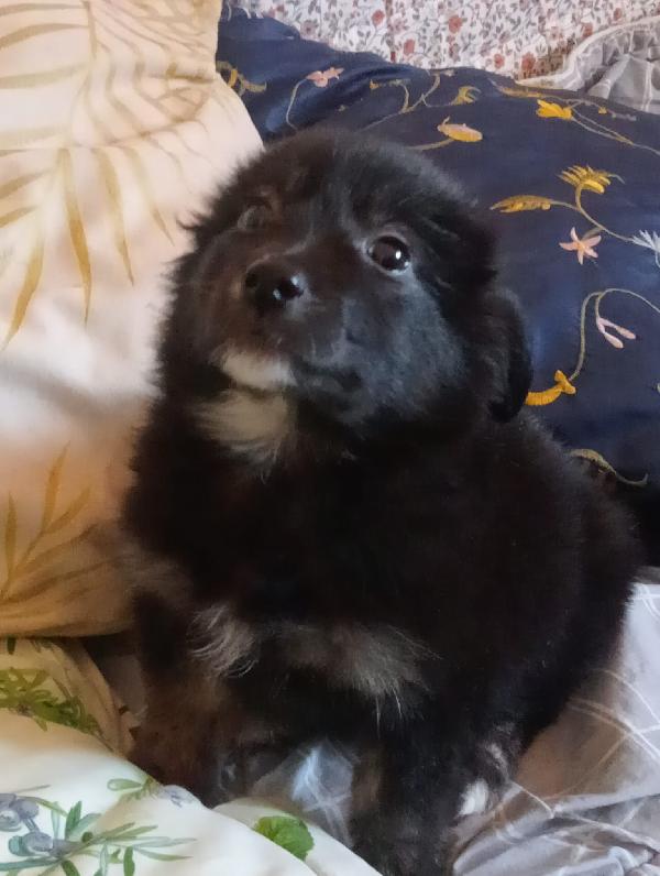 UNA MAMMA PER POLPETTA  Foto 3