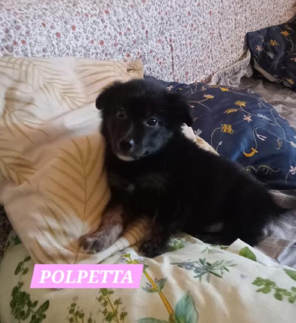 UNA MAMMA PER POLPETTA  Foto 2