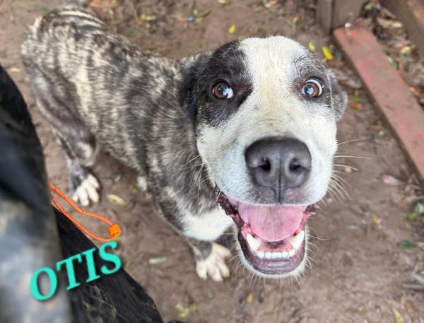 UNA MAMMA PER OTIS  Foto 2