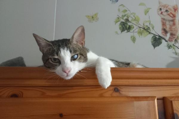 MICKY, tenero micino da adottare! Foto 2