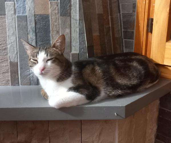 MICKY, tenero micino da adottare! Foto 6