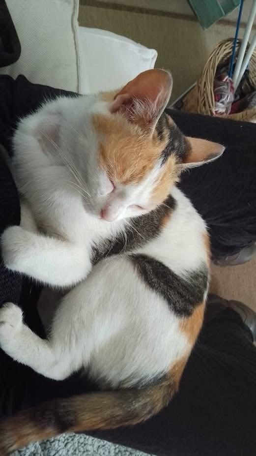 TRILLY , affettuosa gatta in adozione! Foto 4