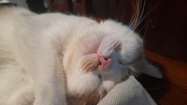 Regalo Gatto Bianco Arancio 