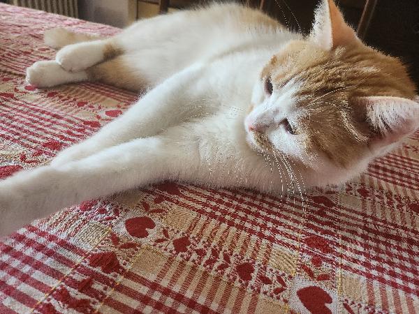 Regalo Gatto bianco arancio  Foto 2