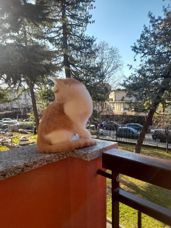 Regalo Gatto bianco arancio  Foto 3