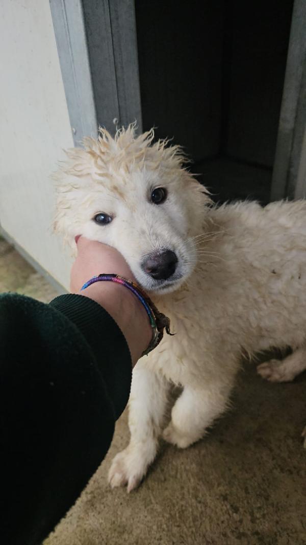 Jury Splendido Cucciolotto Simil Pastore Cerca Famiglia  