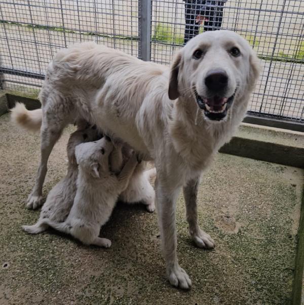 Jury splendido cucciolotto simil pastore cerca famiglia   Foto 2