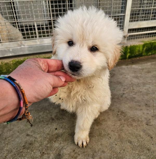 Jury splendido cucciolotto simil pastore cerca famiglia   Foto 3
