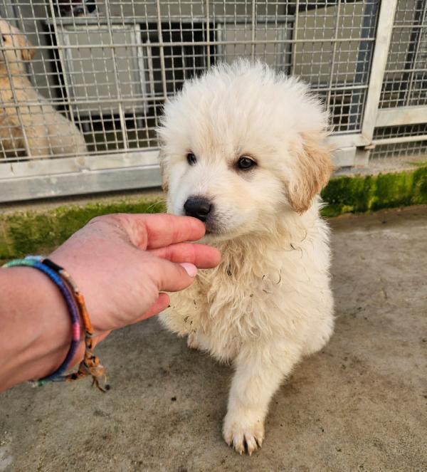 Jury splendido cucciolotto simil pastore cerca famiglia   Foto 5