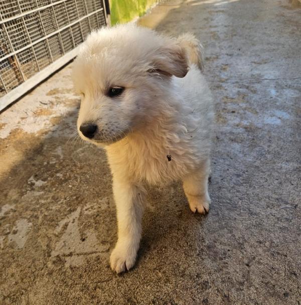 Jury splendido cucciolotto simil pastore cerca famiglia   Foto 6