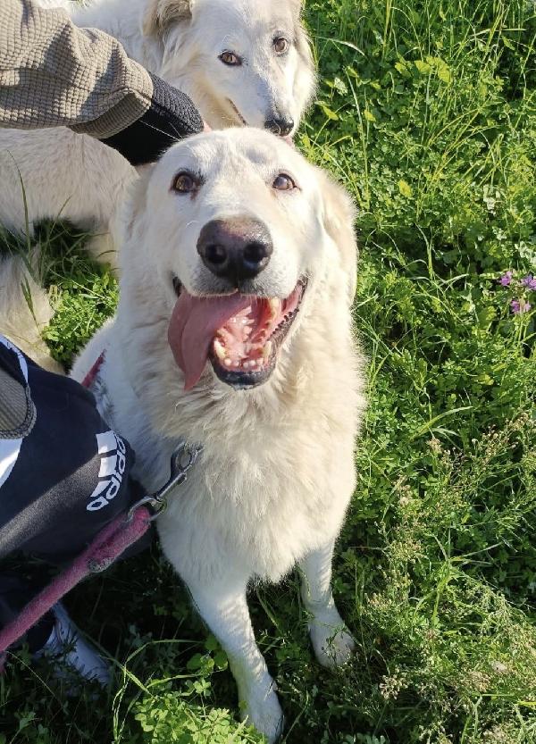 Tony Un Angelo Di 4 Anni Prigioniero Di Un Recinto