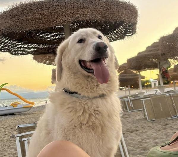 Tony un angelo di 4 anni prigioniero di un recinto Foto 2